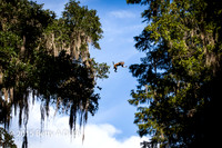 Monkeys of Silver Springs